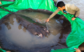 טריגון - חתול הים הגדול ביותר בעולם שחי במים מתוקים (צילום: רויטרס)