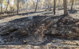  אחרי השריפה ביער דבורייה ב-2020 (צילום: משרד החקלאות)