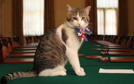 לארי החתול הנשיאותי (צילום: Getty images)