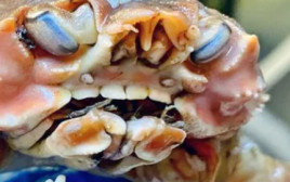 סרטן בעל שיניים אנושיות אותר בקרקעית ים (צילום: מתוך אינסטגרם)