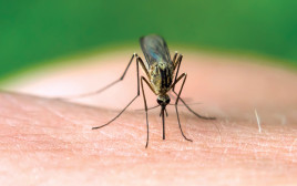 עקיצת יתוש (צילום: אינגאימג')