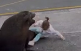 הילדה ניסתה להתיישב על חיית הבר, והיא כמעט תקפה אותה בתגובה (צילום: מתוך פייסבוק)