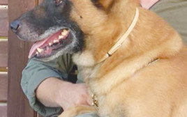 הכלב זילי שנהרג בפעילות מבצעית (צילום: דוברות המשטרה)