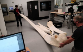 חברת Camosun הקנדית שחברה לחברת Cetacea, המתמחה בשחזור עצמות של יונקים לטובת תצוגות מוזיאוניות (צילום: סטרטסיס/Artec)