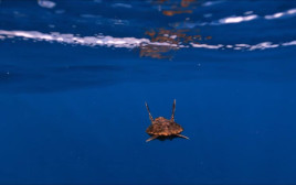 השבה לטבע של צבי ים צעירים (צילום: ד"ר יניב לוי, המרכז להצלת צבי ים רשות הטבע והגנים)