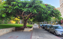 רחוב עם עצים (צילום: צרויה שבח)