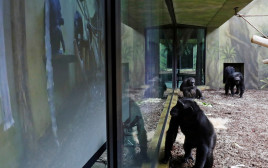 שימפנזות בגן החיות בפראג בימי הקורונה, ארכיון (צילום: REUTERS/David W Cerny)
