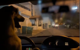 הכלב אוחז בהגה (צילום: דוברות המשטרה)
