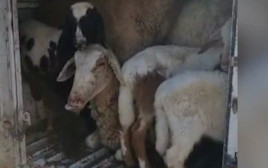 11 הכבשים בתא מטענו של הרכב הנעצר (צילום: דוברות המשטרה)