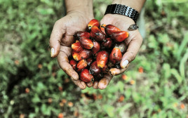 מטע של דקלי שמן באינדונזיה (צילום: רויטרס)