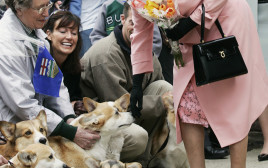 המלכה אליזבת השנייה לצד כלבי קורגי (צילום: REUTERS/Andy Clark AC)