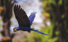ציפור בסכנת הכחדה (צילום: gettyimages)