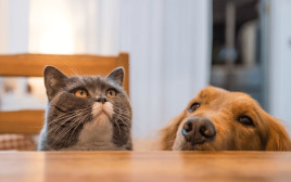גם אנחנו רוצים. כלבים וחתולים ליד השולחן  (צילום: באדיבות רויאל קנין)