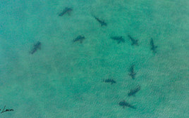 להקת כרישים בסמוך לתחנת הכוח בחדרה (צילום: גיא לויאן, רשות הטבע והגנים)