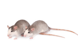 עכברושים (צילום: אינג'אימג')