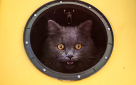 חתול (צילום:  JAM STA ROSA/AFP via Getty Images)
