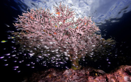 שונית אלמוגים במפרץ אילת (צילום: עמרי עומסי, רשות הטבע והגנים)