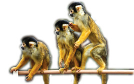 להקת קופים  (צילום: רויטרס)