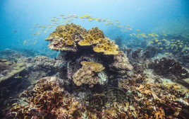 שונית אלמוגים (צילום: gettyimages)