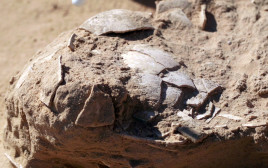 ביצי היען שנמצאו (צילום: אמיל אלג'ם, רשות העתיקות)