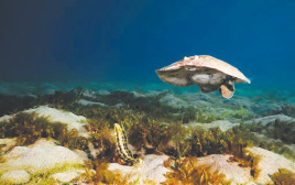 דג חשמלן פרסי (צילום: עומרי עומסי, רשות הטבע והגנים)