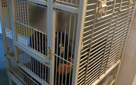 הכלוב בו נמצא התינוק בדירה בחיפה (צילום: דוברות המשטרה)