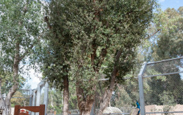 עץ האלון העתיק (צילום: ים סיטון, הספארי רמת גן)