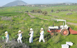 דבוראים נוטעים עצים צופניים (צילום: דבורת התבור)