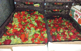 חצי טון תותים שניסו להבריח (צילום: משרד החקלאות ופיתוח הכפר)