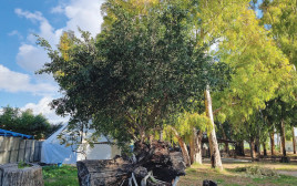 עץ הפיקוס (צילום: המועצה לשימור אתרים)
