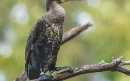 קורמורן גדול נרטב בגשם בפארק הצפרות ראש ציפור (צילום: עמית האס)