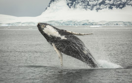 לווייתן גדול סנפיר (צילום: אינגאימג')