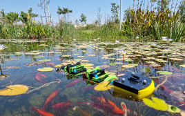 הרובוט ששוחה עם דגים (צילום: יועד גואטה והמעבדה לביורובוטיקה באוניברסיטת בן-גוריון בנגב)