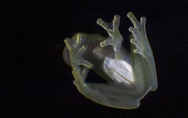 הבטן השקופה של צפרדע זכוכית (צילום:  ERNESTO BENAVIDES/AFP via Getty Images)