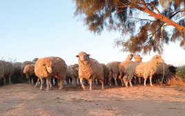 משקים פתוחים - כבשים בכמהין, פתחת ניצנה (צילום: לירן אלמוסנינו)