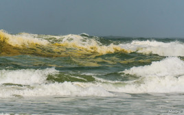 זיהום בחוף הים סמוך לפלמחים (צילום:  משה קוסטי)