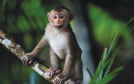 קוף מקוק  (צילום: רויטרס)