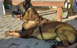 כלב הימ"מ ״ג׳אנגו״ (צילום: דוברות המשטרה)