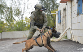 הכלב ג׳אנגו (צילום: דוברות המשטרה)