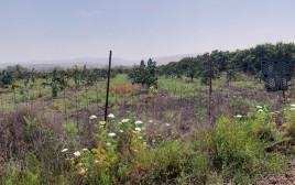 הנוף מהמסלול של רכב השטח באבו קיאק (צילום: גיא ברט)