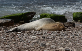 כלבת הים יוליה נחה על חוף באיזור המרכז (צילום: אבשלום ששוני)