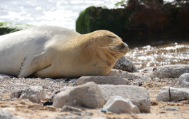 יוליה, כלבת הים הנזירית (צילום: גיא לויאן, פקח רשות הטבע והגנים)