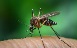 מושכים אליכם יתושים? כנראה שזו הסיבה (צילום: אינג'אימג')