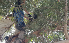 כסף שנתפס על עץ אקליפטוס אצל תושב רהט (צילום: דוברות המשטרה)