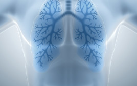 ריאות, אילוסטרציה (צילום: אינגאימג')