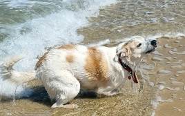 כלבת ים שאינה יוליה. מיסטרי (צילום: ניר קיפניס)