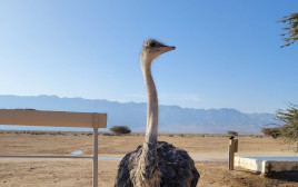 פרנצ'סקה היען בחי בר ביטבתה (צילום: אלה אגרא רשות הטבע והגנים)