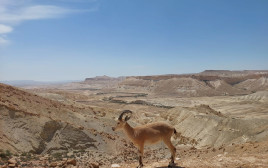 יעלים הגיעו לבקר במכון למורשת בן גוריון בנגב (צילום: איתן דוניץ, המכון למורשת בן גוריון)