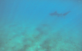 תיעוד של כריש טיגריסי באילת (צילום: עמוס ברטי, רשות הטבע והגנים)