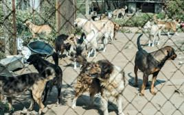 מכלאה כלבים (צילום: אינג אימג')